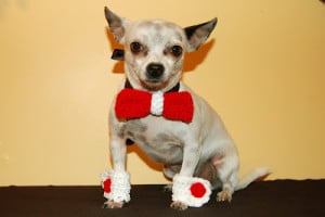 Bow Tie Collar Slide and Matching Cuffs by Sara Sach of Posh Pooch Designs