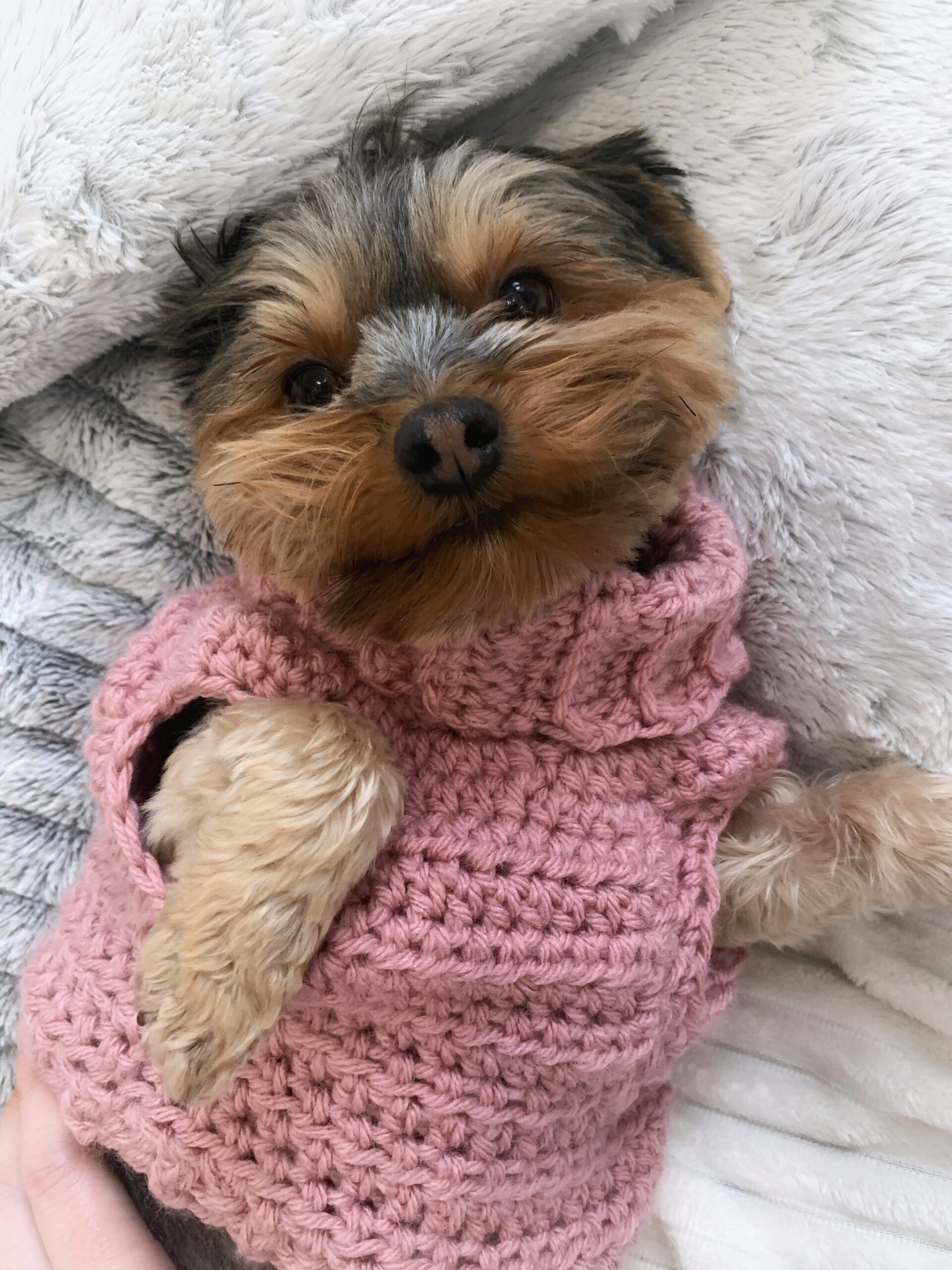 Minnie’s Turtleneck Dog Sweater - Crochet Pattern Bonanza